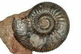 Jurassic Ammonite (Gonolkites) Fossil - Sengenthal, Germany #334765-1